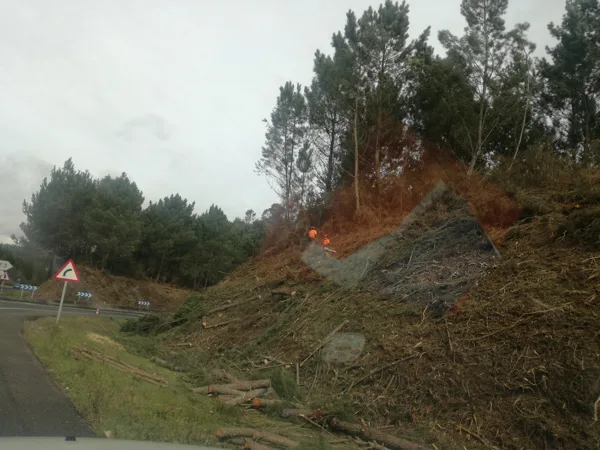 TALA EN TALUD AUTOVIA A6 ENLACE MABEGONDO